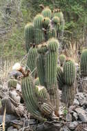 Image of Echinopsis bridgesii subsp. vallegrandensis (Cárdenas) M. Lowry