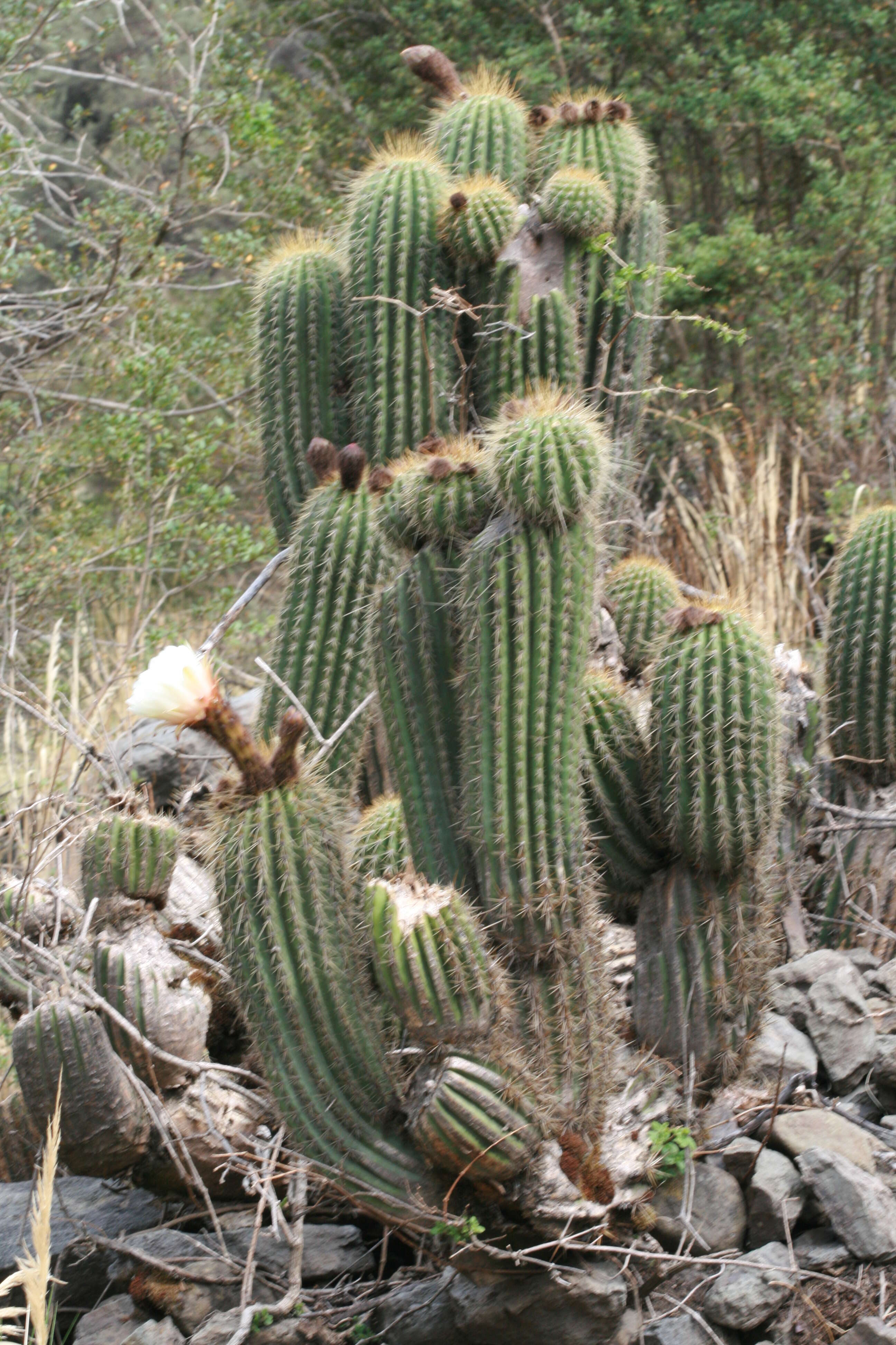 Image of Echinopsis bridgesii subsp. vallegrandensis (Cárdenas) M. Lowry