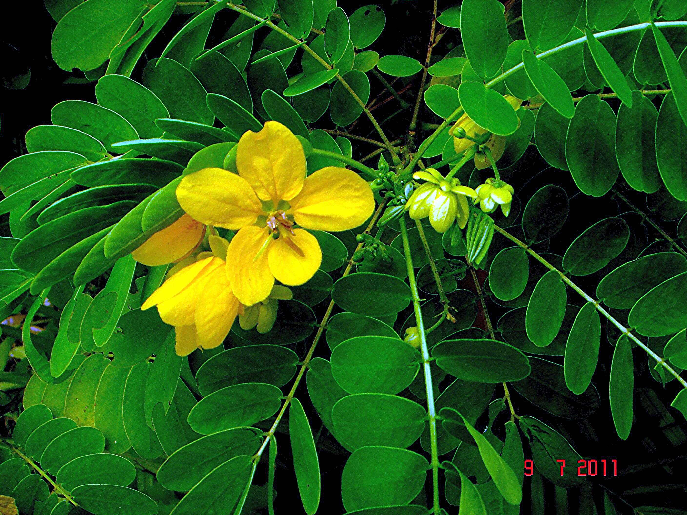 Senna surattensis (Burm. fil.) H. S. Irwin & Barneby resmi