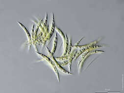 Image of Monoraphidium fontinale Hindák 1980