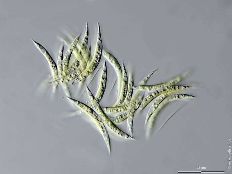 Image of Monoraphidium fontinale Hindák 1980