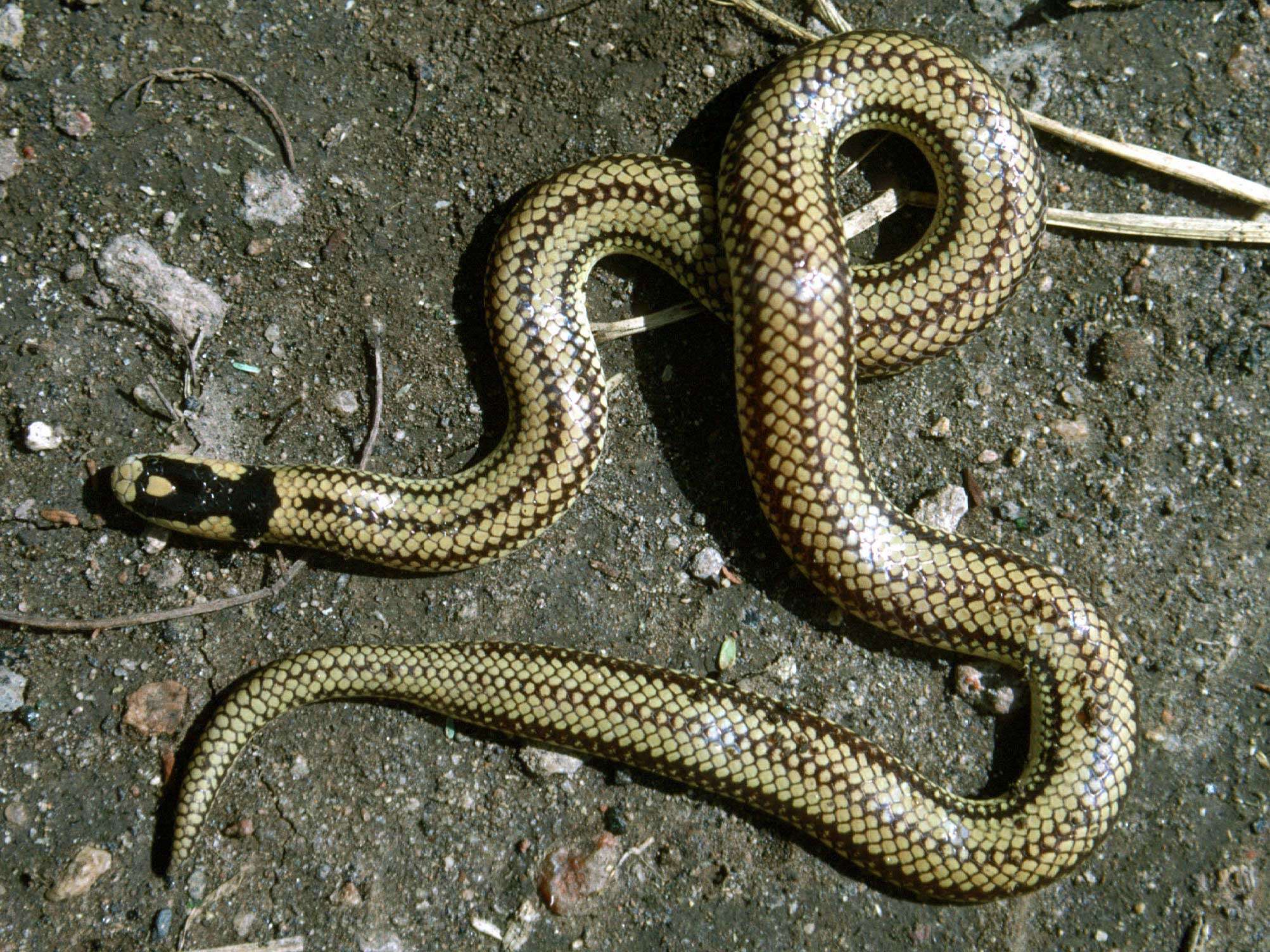 Image de Micrelaps bicoloratus Sternfeld 1908