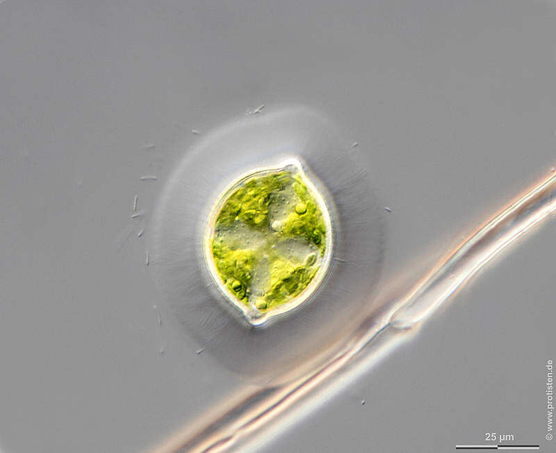 Image of Desmidium grevillei