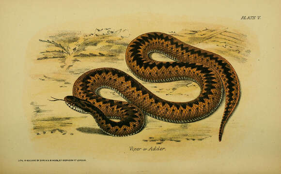 Imagem de Vipera berus (Linnaeus 1758)