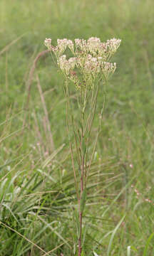 Image of ovateleaf cacalia