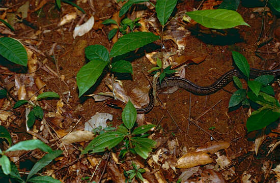 Image of Ecuador Sipo