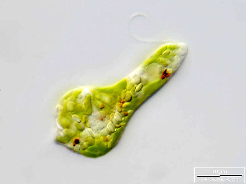 Image of Euglena gracilis