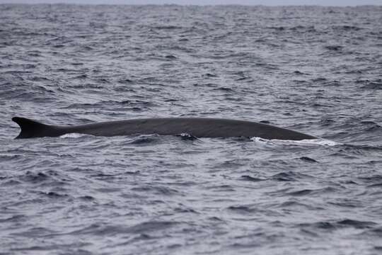 Image of Common Rorqual