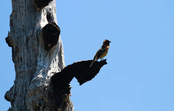 Image of Black-headed Grosbeak