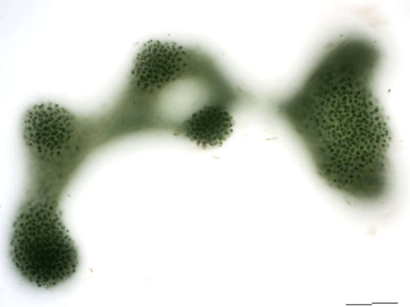 Image of Microcystis aeruginosa