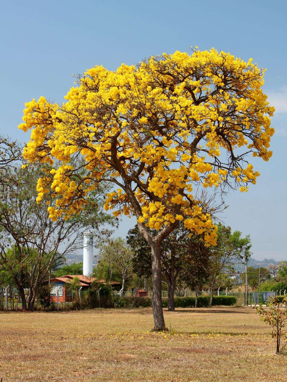 Image of Handroanthus