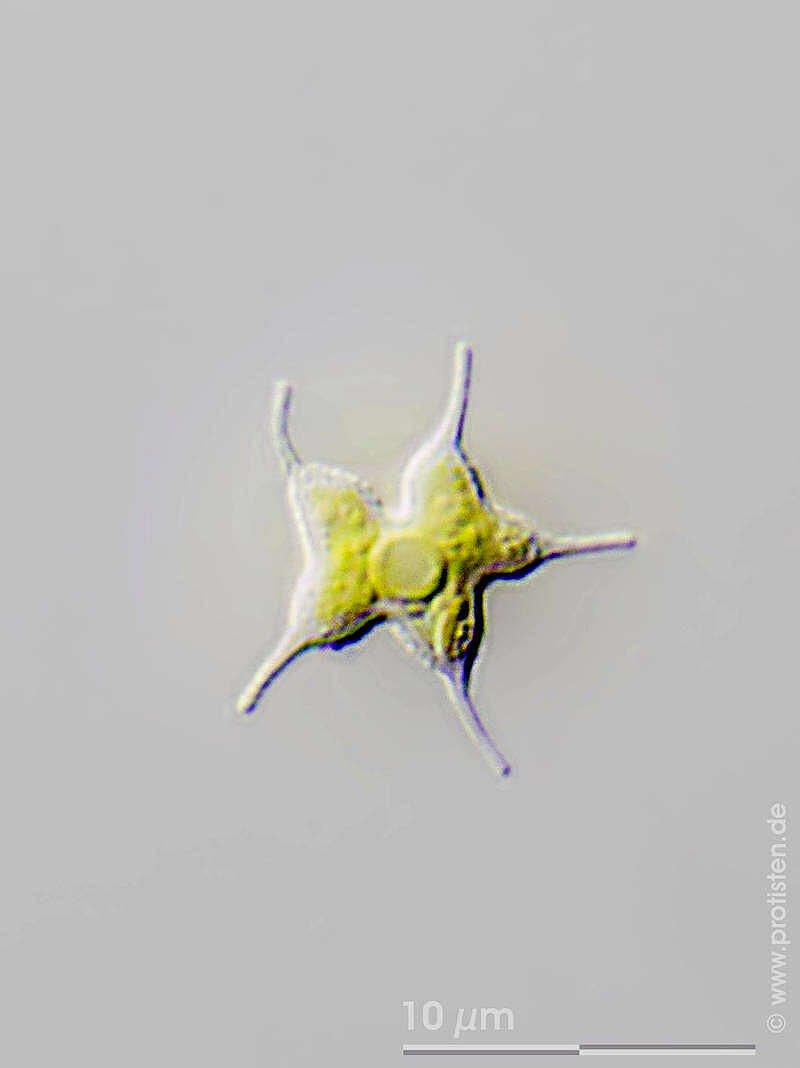 Image of Tetraedron caudatum