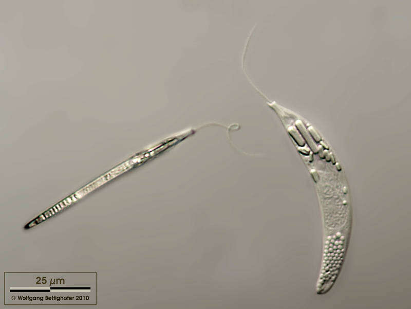 Image of Menoidium pellucidum