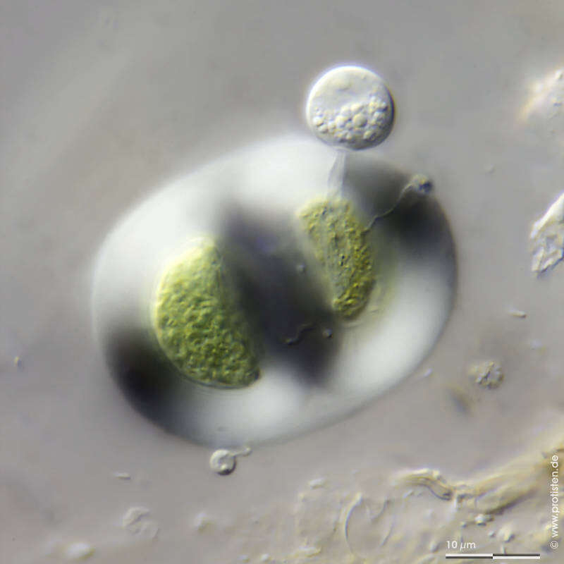 Image of Chroococcus turgidus