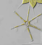 Image of Asterionella formosa