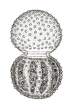 Imagem de Cosmarium praegrande P. Lundell 1871