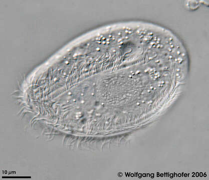 Imagem de Chilodonella uncinata