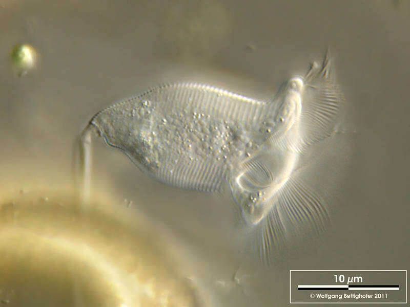 Imagem de Vorticella convallaria