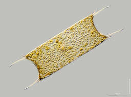Image of Diatom