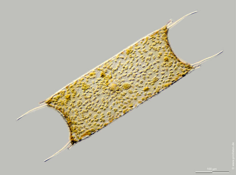 Image of Diatom
