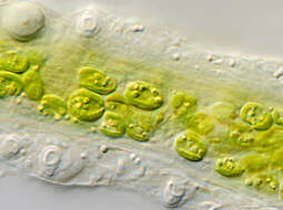 Image of Chlorella M. Beijerinck 1890