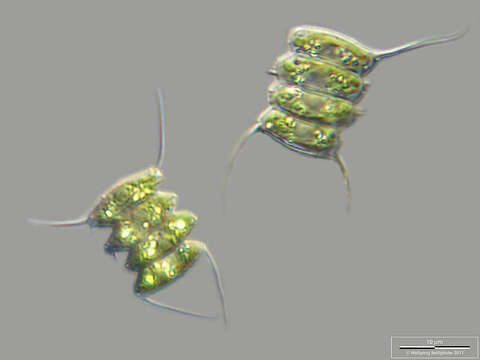 Image of Desmodesmus (R. Chodat) S. S. An, T. Friedl & E. Hegewald 1999