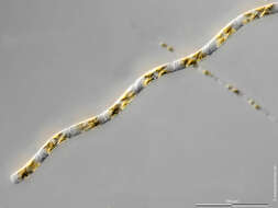 Image of Guinardia delicatula