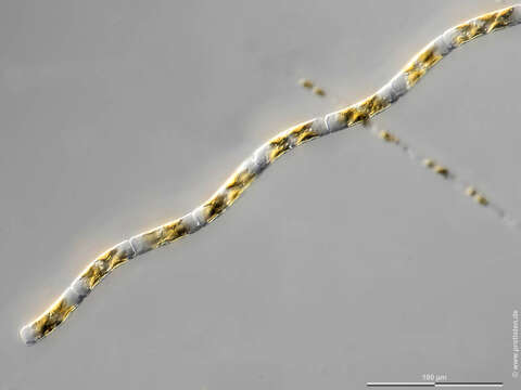 Image of Guinardia delicatula