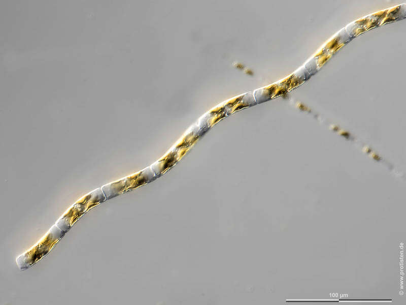 Image of Guinardia delicatula