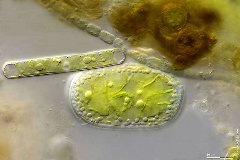 Imagem de Cylindrocystis crassa