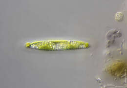 Image of Spirotaenia erythrocephala Itzigsohn 1856