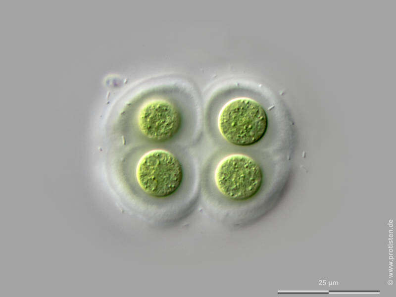 Image of Chroococcus subnudus (Hansgirg) G. Cronberg & J. Komárek 1994