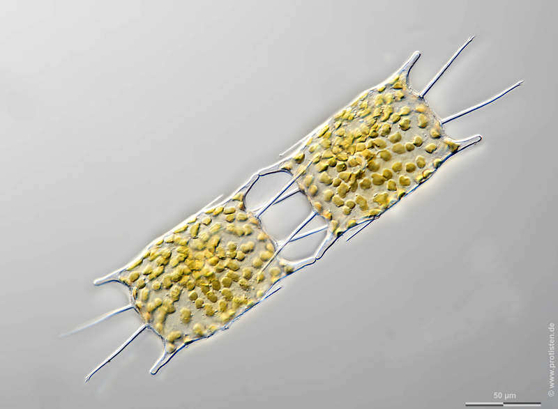 Image of Trieres mobiliensis