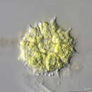 Image of Pediastrum braunii