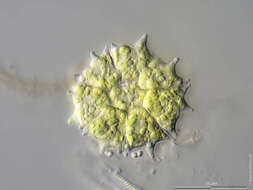 Image of Pediastrum braunii