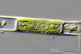 Image of Microspora stagnorum