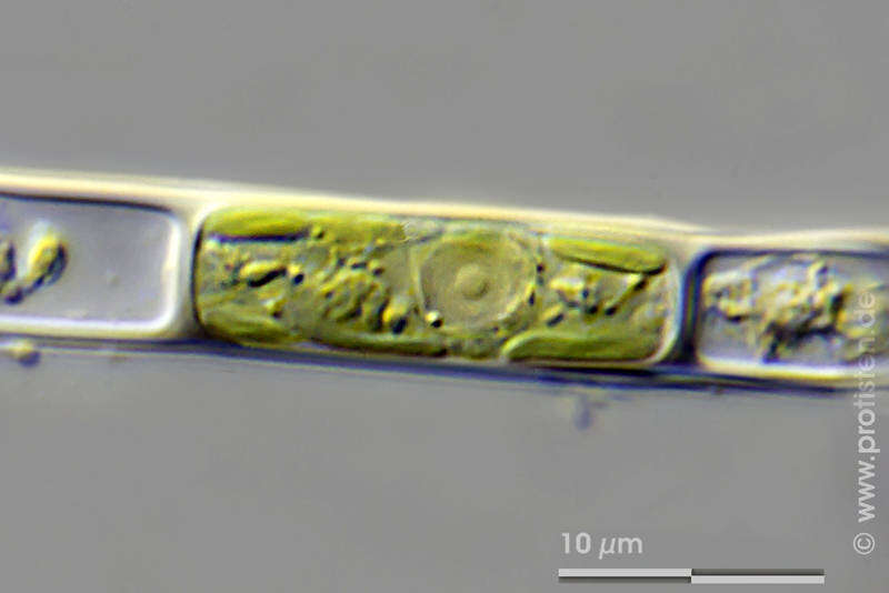 Image of Microspora stagnorum