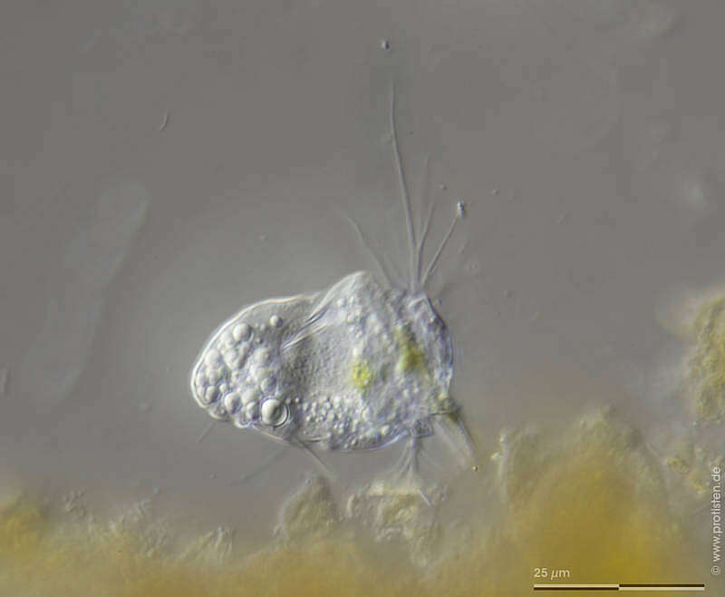 Image of Rhizaspis simplex Skuja 1948