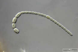 Image of Anabaena Bory de Saint-Vincent ex Bornet & Flahault 1886