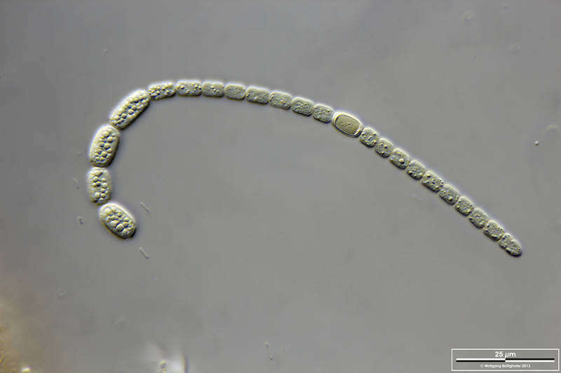 Image of Anabaena Bory de Saint-Vincent ex Bornet & Flahault 1886