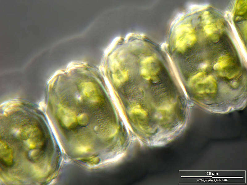 Image of Desmidium grevillei