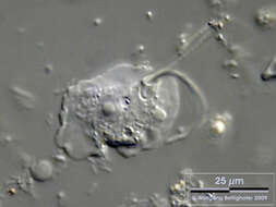 Image of Platyamoeba