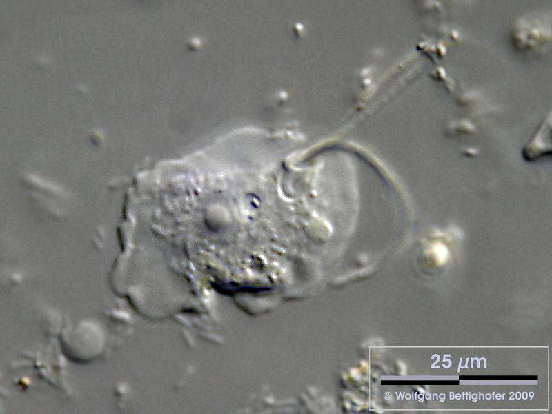 Image of Platyamoeba