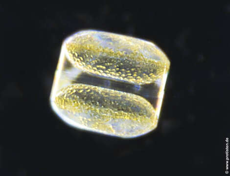 Imagem de Coscinodiscus concinnus