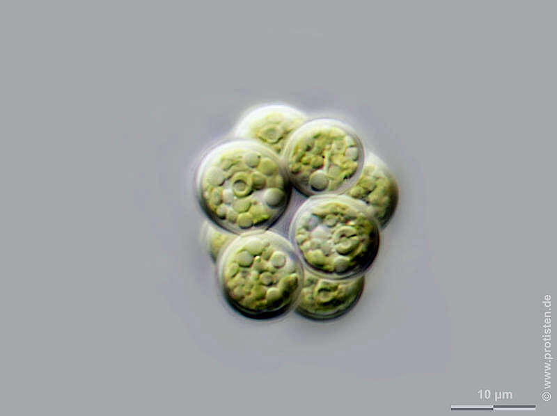 Image of Coelastrum microporum