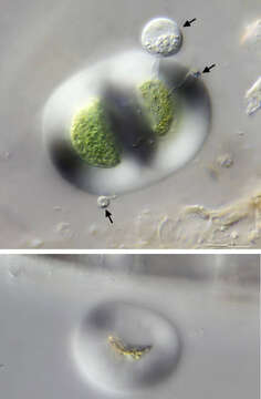 Image of Chroococcus turgidus