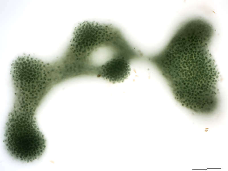 Image of Microcystis aeruginosa