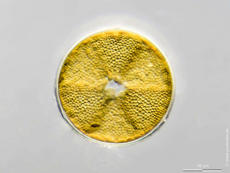 Image of Actinoptychus senarius