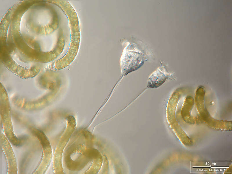 Imagem de Vorticella convallaria