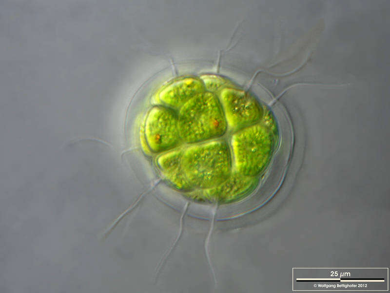 Image of Pandorina morum